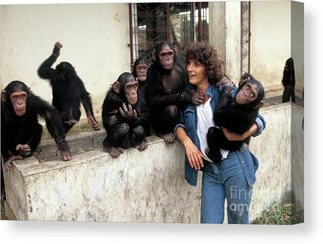 African Canvas Print featuring the photograph Chimpanzee Conservation Centre by Patrick Landmann/science Photo Library