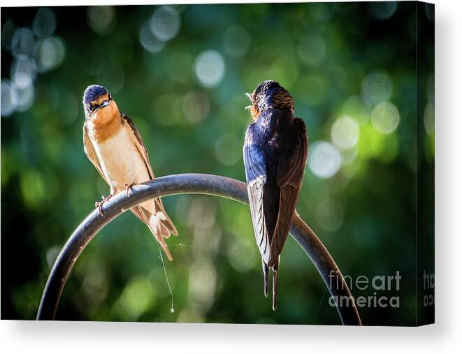 Barn Canvas Print featuring the photograph Chirping by Cheryl McClure
