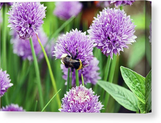 Chorley Canvas Print featuring the photograph  CHORLEY. Picnic In The Park. Bee In The Chives. by Lachlan Main