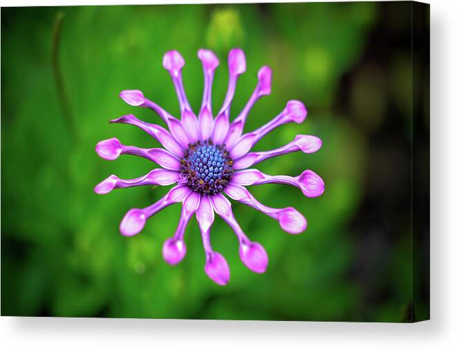 Flower Canvas Print featuring the photograph Circular by Michelle Wermuth