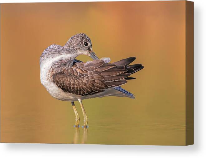 Animal Canvas Print featuring the photograph Clean!!! by Marco Gentili