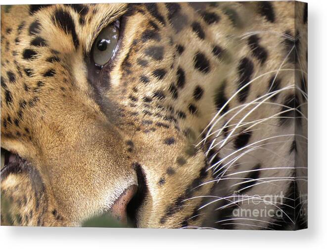 Leopard Canvas Print featuring the photograph Close-Up by Mary Mikawoz