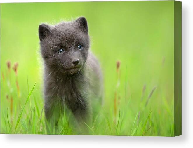 Animals Canvas Print featuring the photograph Close-up Of A Cute Arctic Fox Cub by Giedrius Stakauskas