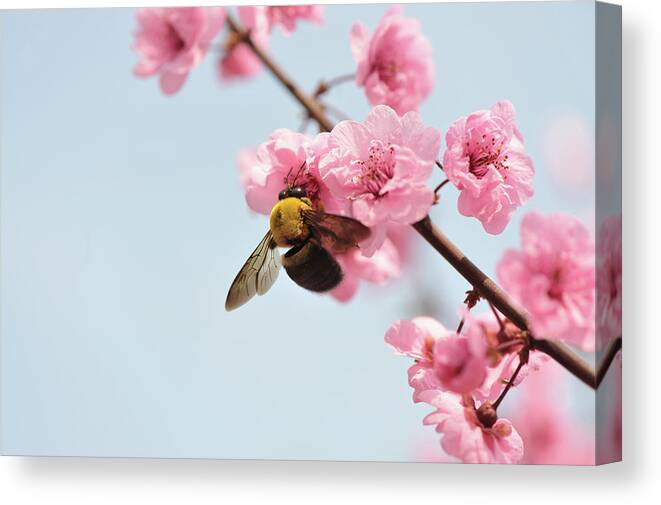 Insect Canvas Print featuring the photograph Close Up Of Bee Feeding On Peach Blossom by Fang Zhou