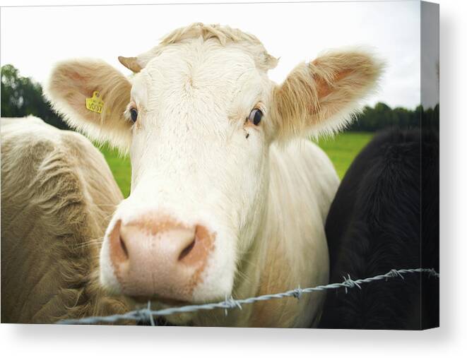 Free Range Canvas Print featuring the photograph Close Up Of Cows Face by Peter Muller