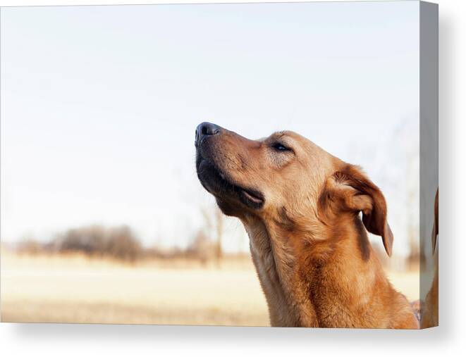 Golden Labrador Running Through A Field Of Wheat, United Kingdom, Europe  Solid-Faced Canvas Print