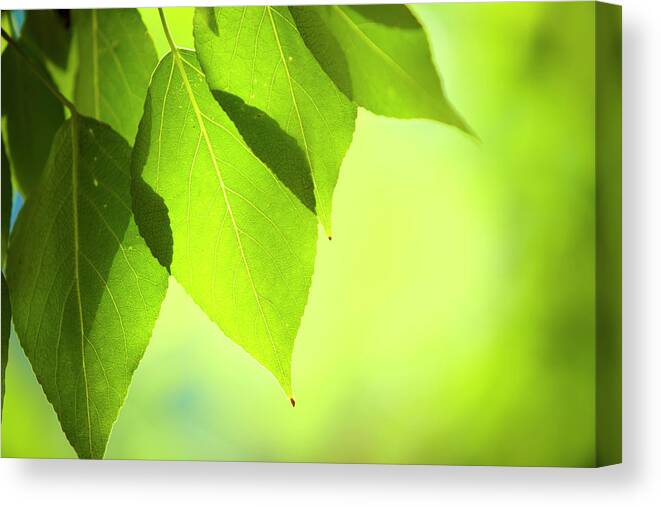 Scenics Canvas Print featuring the photograph Close-up Of Fresh Green Leafs by Druvo