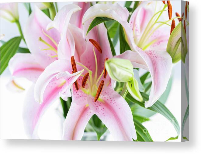 White Background Canvas Print featuring the photograph Close-up Of Pink Lily by Xinzheng