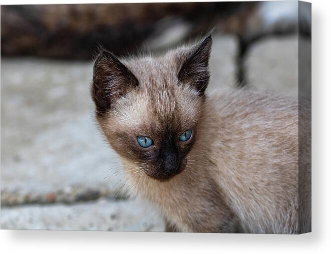Siamese Cat Blue Eyes Pretty Close Up Serious Pose Cat Poster Print Paper OR Wall Vinyl
