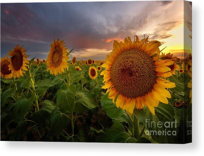 Sunflower Fields Canvas Print featuring the photograph Close up of the Sunflower Fields at sunset by Ronda Kimbrow