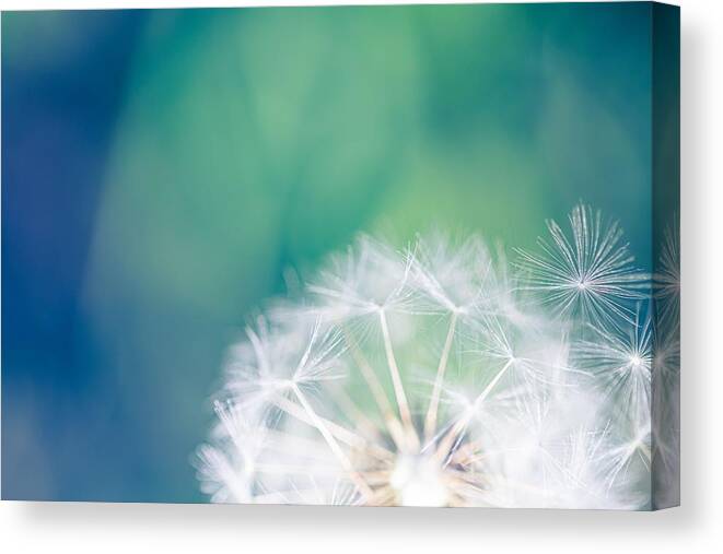 Landscape Canvas Print featuring the photograph Closeup Of Dandelion On Natural by Levente Bodo