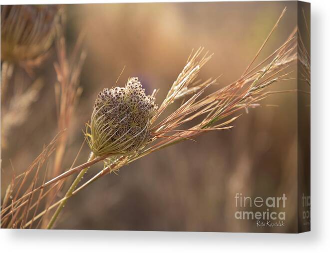 Background Canvas Print featuring the photograph Closeup of dry grass on a Beige blurred background by Rita Kapitulski