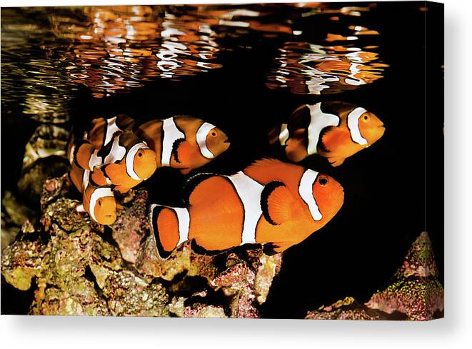 Underwater Canvas Print featuring the photograph Clownfish In School by Jodijacobson