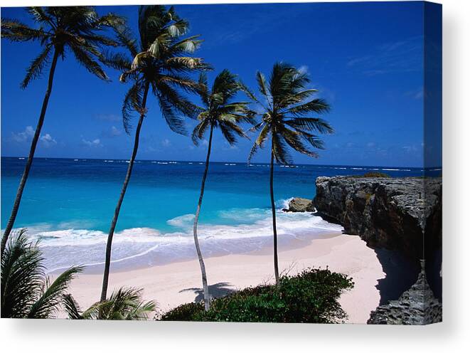 Barbados Canvas Print featuring the photograph Coconut Trees Cocos Nucifera And Bottom by Holger Leue