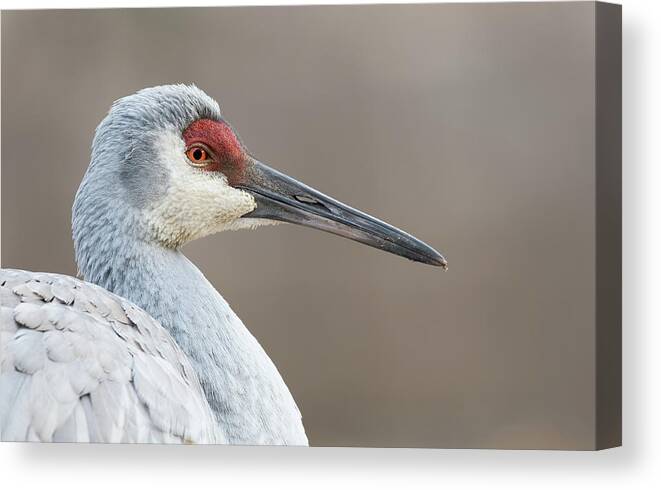 Sandhill Crane Canvas Print featuring the photograph Cold Morning by Jim Zablotny