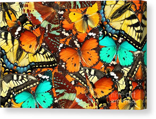 Symbol Canvas Print featuring the photograph Colorful Butterflies Background Nature by Protasov An