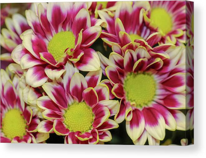 Fall Canvas Print featuring the photograph Colorful Fall Blooms by Mary Anne Delgado