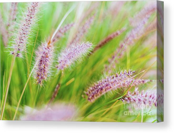 Aroma Canvas Print featuring the photograph Colorful flowers in purple spikes, purple fountain grass, close- by Joaquin Corbalan