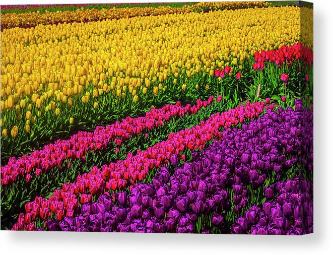 Tulip Canvas Print featuring the photograph Colorful Rows Of Spring Tulips by Garry Gay