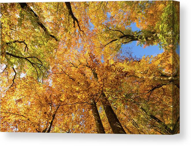 Fall Canvas Print featuring the photograph Colorful trees in fall by Matthias Hauser