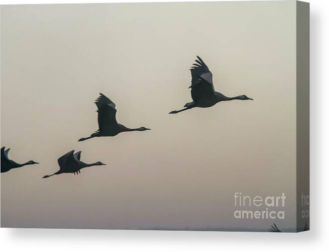 Hula Valley Canvas Print featuring the photograph Common Crane In Flight by Photostock-israel/science Photo Library