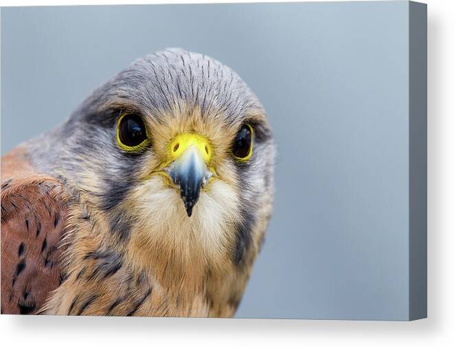 Animal Themes Canvas Print featuring the photograph Common Kestrel by Mark Smith