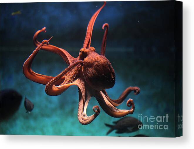Octopus Canvas Print featuring the photograph Common Octopus Octopus Vulgaris by Vladimir Wrangel