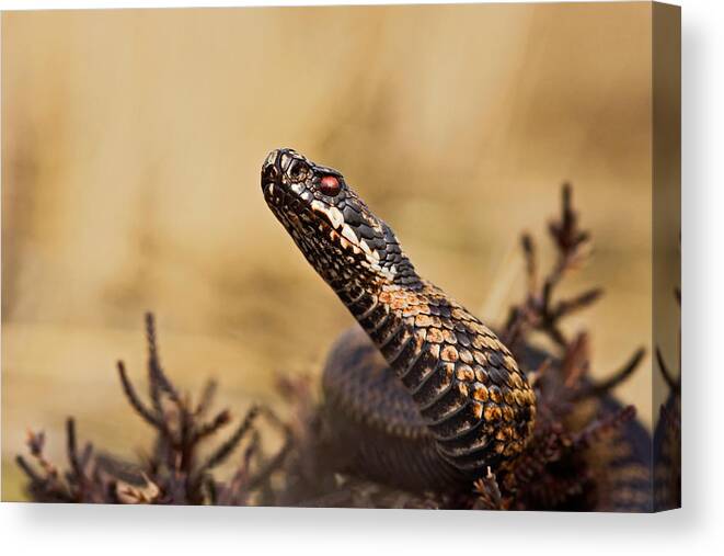 Snake Canvas Print featuring the photograph Common Viper by Rob Olivier