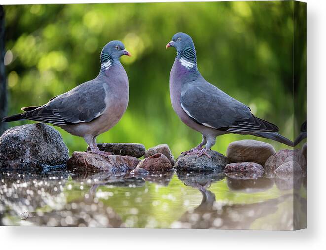 Common Wood Pigeon Canvas Print featuring the photograph Common Wood Pigeons meeting at the waterhole by Torbjorn Swenelius
