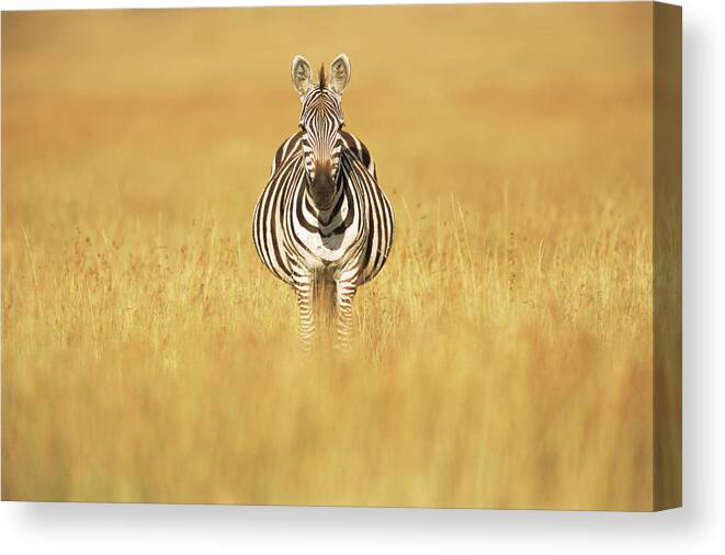 Plains Zebra Canvas Print featuring the photograph Common Zebra In Sea Of Grass by James Warwick