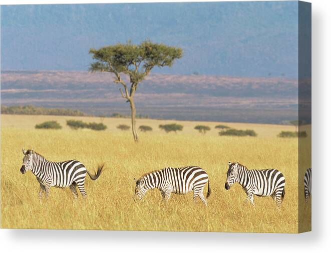 Plains Zebra Canvas Print featuring the photograph Common Zebras And Desert Date by James Warwick