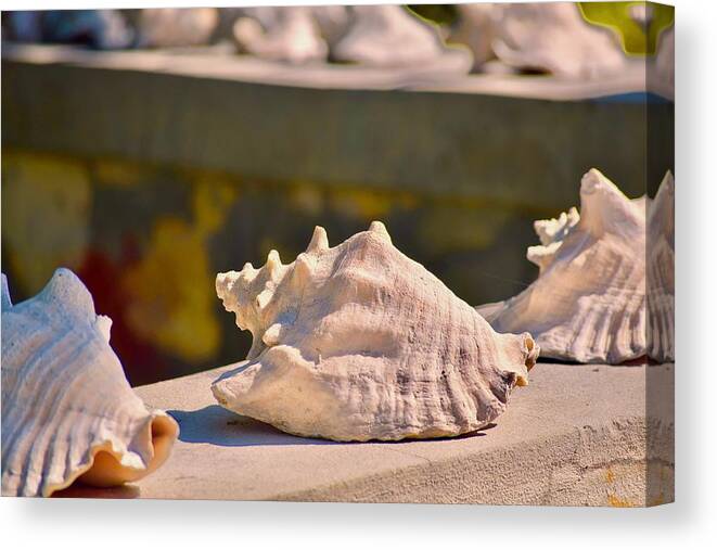 Photograph Canvas Print featuring the photograph Conch Convention by Debra Grace Addison