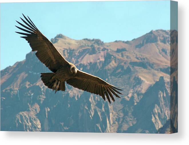 Animal Themes Canvas Print featuring the photograph Condor In Flight by Photography By Jessie Reeder