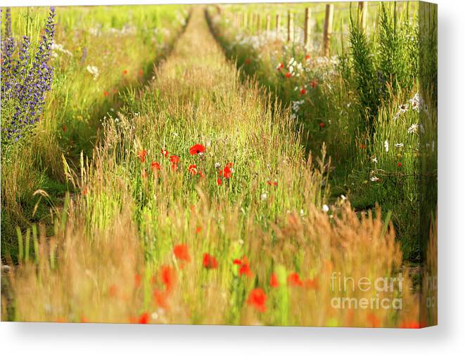 Converging Canvas Print featuring the photograph Converging tracks in a flower meadow by Simon Bratt