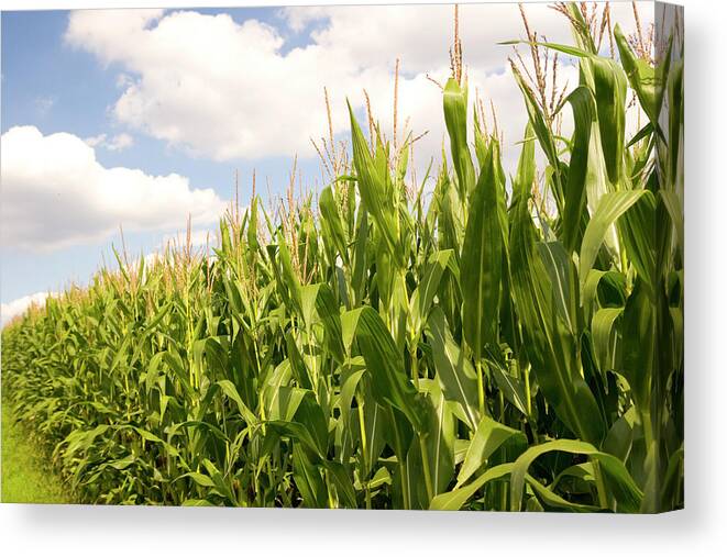 Scenics Canvas Print featuring the photograph Corn Field Against Blue Cloudy Sky by Wicki58