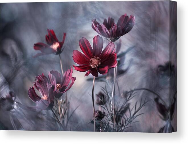 Macro Canvas Print featuring the photograph Cosmoslicious by Fabien Bravin