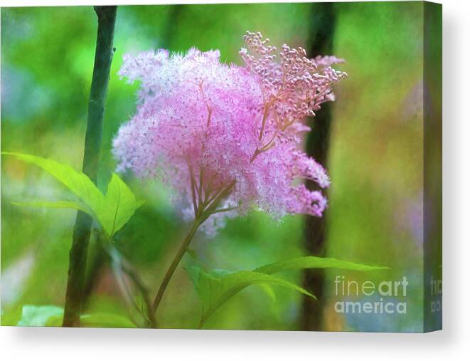 Queen Of The Prairie Canvas Print featuring the photograph Cotton Candy Floral Joy by Anita Pollak