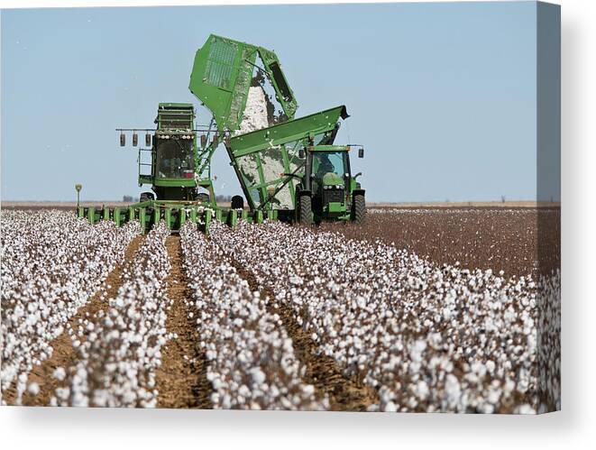 Fiber Canvas Print featuring the photograph Cotton Stripper Harvesting Crop by Dhughes9