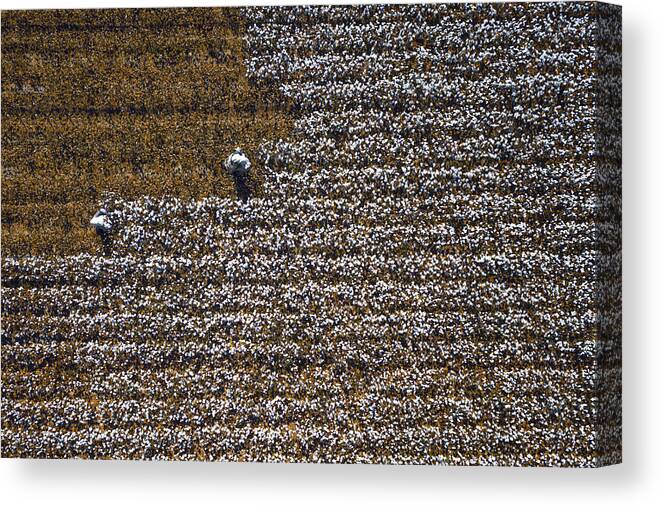 Landscape Canvas Print featuring the photograph Cotton World by Zhou Chengzhou