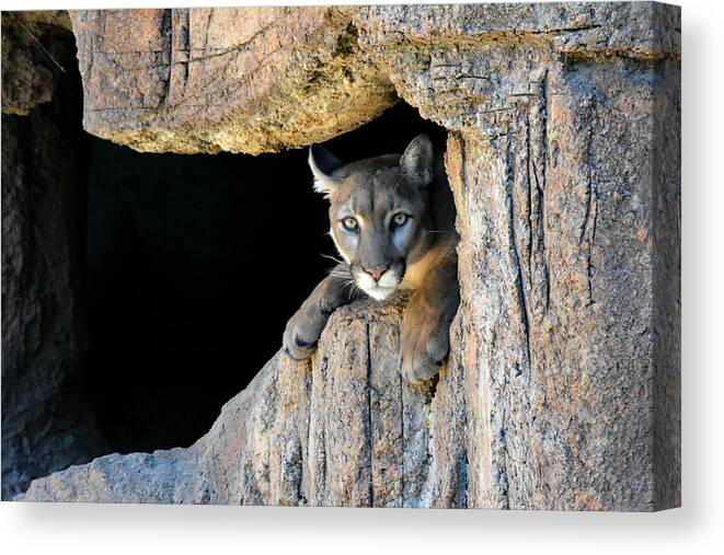 Mountain Lion Canvas Print featuring the photograph Cougar by Carolyn Mickulas