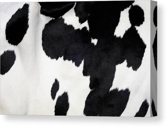 Animal Skin Canvas Print featuring the photograph Cow Background by Nikitje