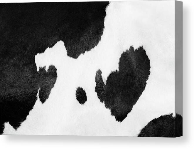 Printmaking Technique Canvas Print featuring the photograph Cow Pattern Texture by R-j-seymour