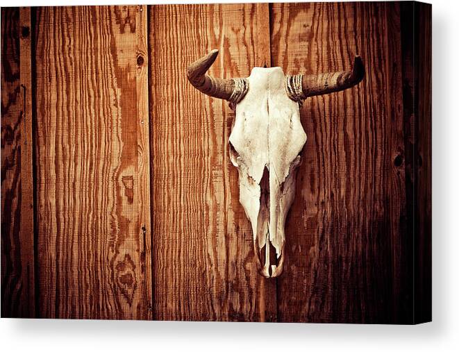 Animal Skull Canvas Print featuring the photograph Cow Skull by Thepalmer
