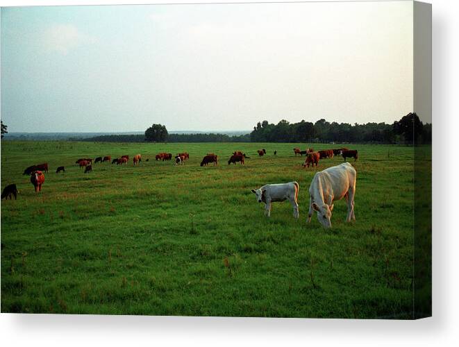 Grass Canvas Print featuring the photograph Cows Grazing, Lyons, Georgia by Jason Quick