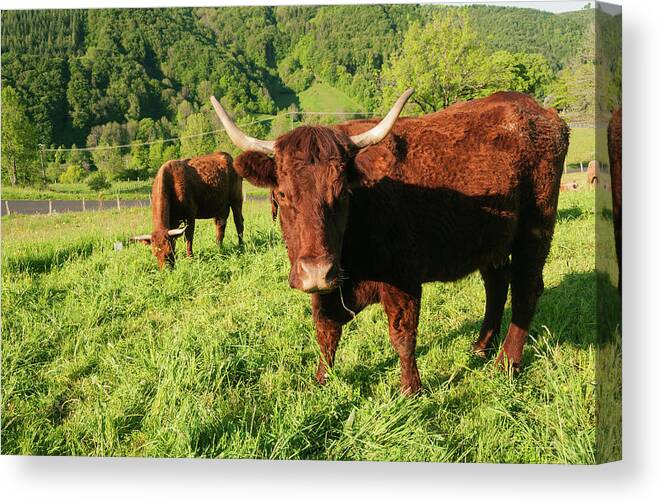 Tranquility Canvas Print featuring the photograph Cows In Pasture by John Elk Iii