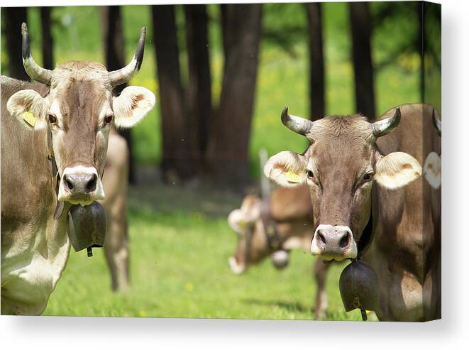 Cows Wearing Cow Bells Looking At Camera, Swiss Alps, Switzerland Canvas  Print / Canvas Art by Walter Zerla - Pixels Canvas Prints