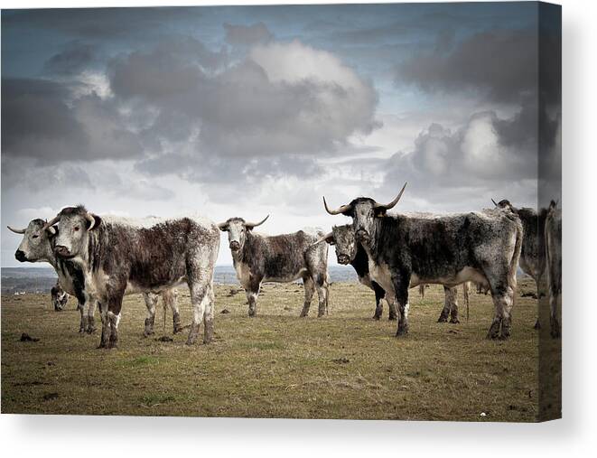 Horned Canvas Print featuring the photograph Cows With Horns In A Field by © Caroline Blake