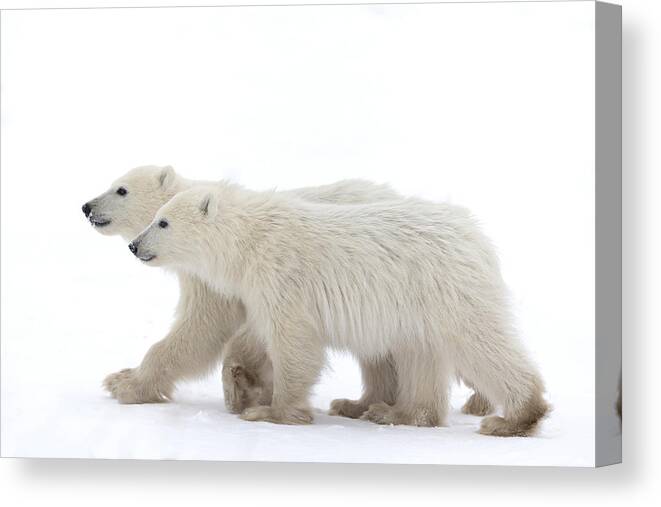 Nature Canvas Print featuring the photograph Coy Cub Of The Year by Fabrizio Moglia