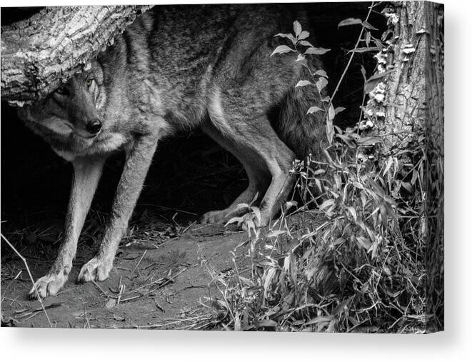 2017 Canvas Print featuring the photograph Coyote by KC Hulsman
