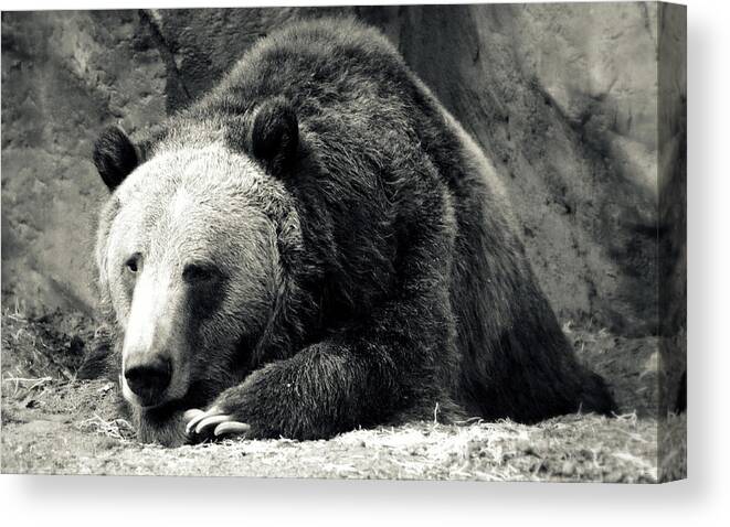 Bear Canvas Print featuring the photograph Cozy Yet Deadly - Grizzly Bear by Glenn McCarthy Art and Photography